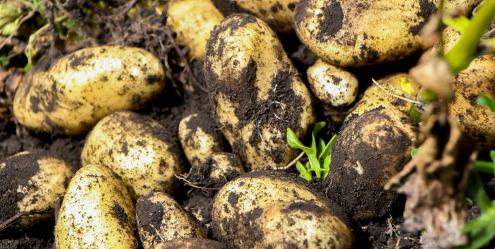 Planter des pommes de terre dans des plates-bandes surélevées – voici ce que vous devez savoir