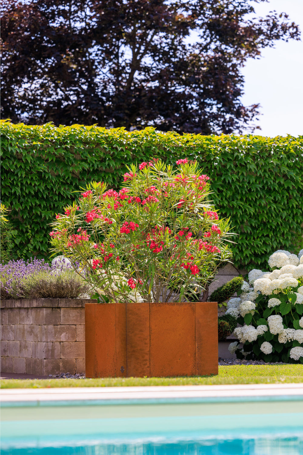 Hochbeet Monterosso bepflanzt mit pinken Blüten vor einem Pool | Cortenstahl Hochbeet Monterosso bepflanzt mit pinken Blüten vor einem Pool | Cortenstahl