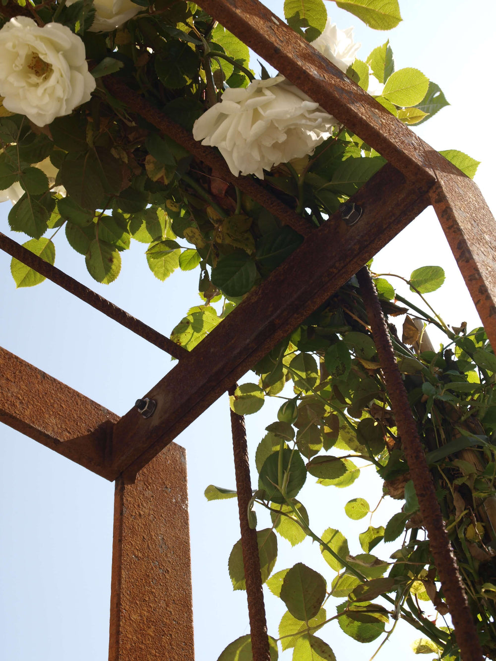 Rosenbogen Savona Detailaufnahme berankter Bogen mit Edelrost | Unbeschichtet Rosenbogen Savona Detailaufnahme berankter Bogen mit Edelrost | Unbeschichtet