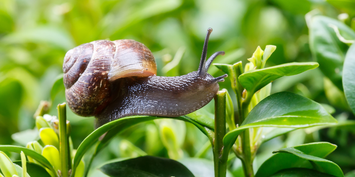Lutter contre les escargots de façon naturelle : protéger le potager et les bacs surélevés