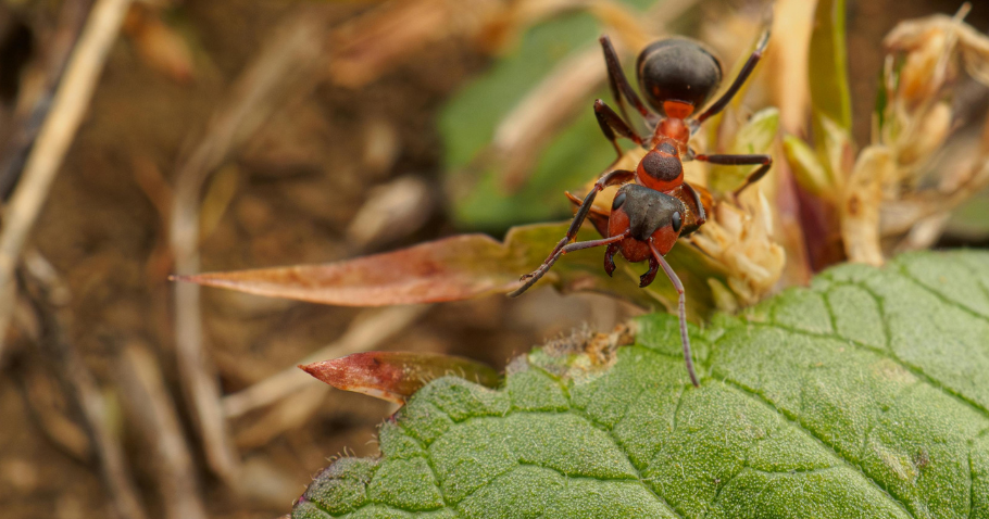 Lutter contre les fourmis dans les jardinières surélevées – les meilleurs remèdes maison et conseils pour les plantes