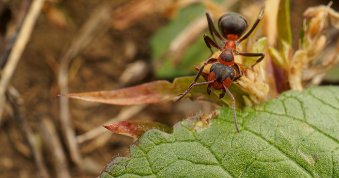Lutter contre les fourmis dans les jardinières surélevées – les meilleurs remèdes maison et conseils pour les plantes