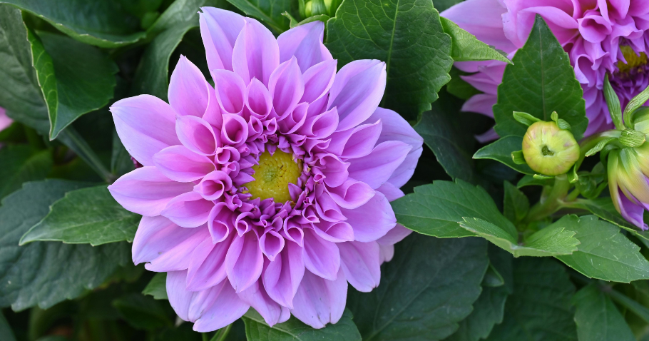 Planter, tuteurer et entretenir les dahlias : tout ce qu'il faut savoir pour obtenir une floraison abondante