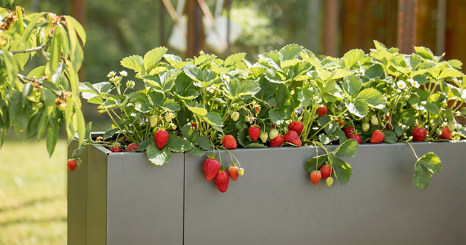 Planter des fraises dans une jardinière surélevée : emplacement, terreau, période de plantation et conseils d'entretien