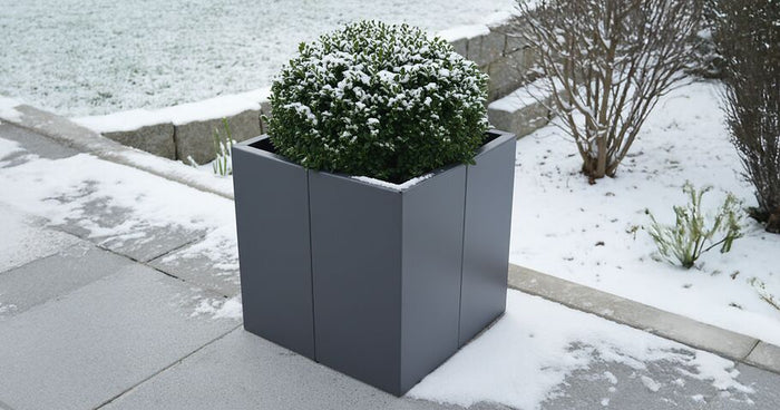 Ces plantes supportent le gel dans les bacs à plantes ou les carrés potagers surélevés.