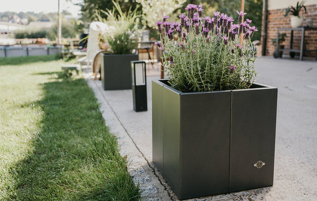 Taille et tuteurage de la lavande : pour une plante compacte et bien formée