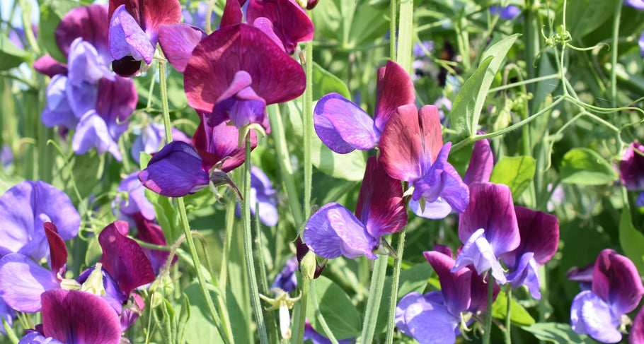 Planter des pois de senteur: emplacement, entretien et support adapté
