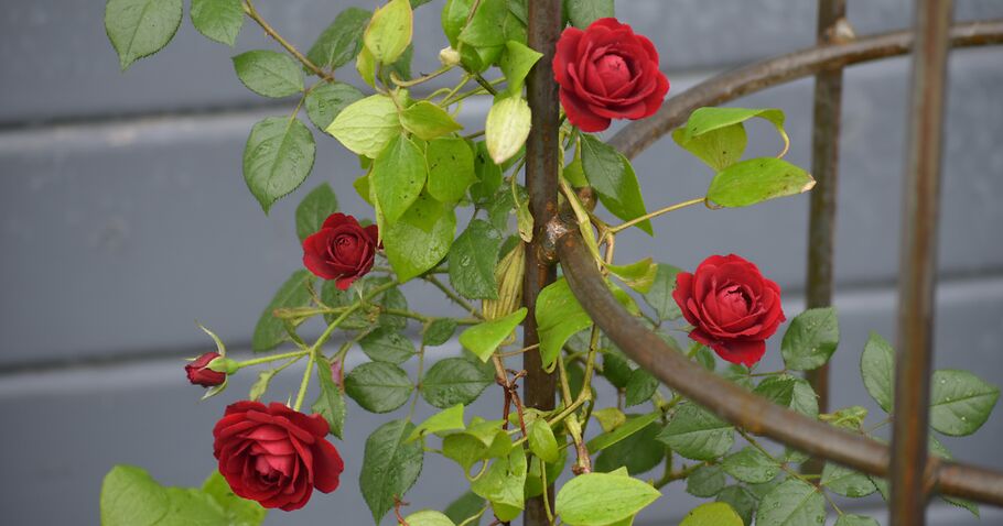 Bien soutenir les rosiers – comment donner à vos plantes un soutien sûr et leur donner une belle forme