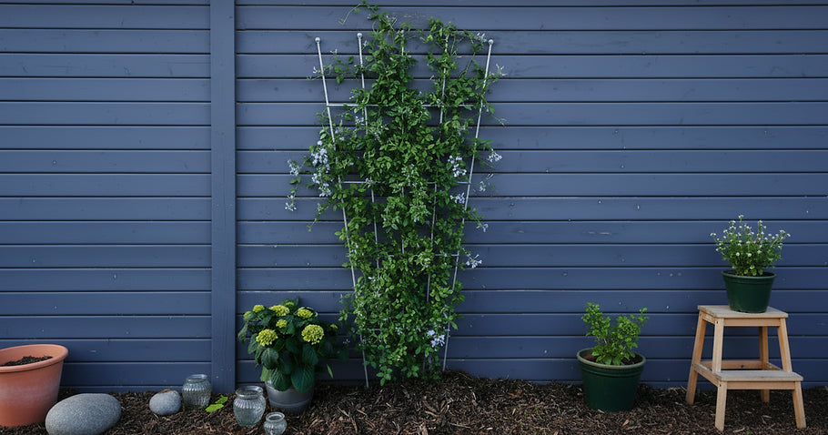 Jardinage vertical : <br>les 5 plus belles plantes pour les treillis et les murs extérieurs