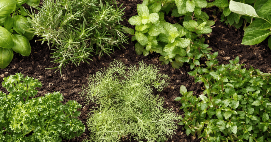 Aménager un potager surélevé pour herbes aromatiques : aperçu des 10 meilleures herbes