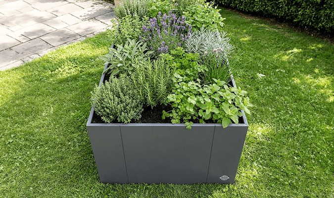Cultures mixtes en potager surélevé : quelles plantes s'accordent bien ensemble ?