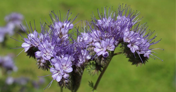 Engrais vert en parterre surélevé : voici ce qu'il faut savoir