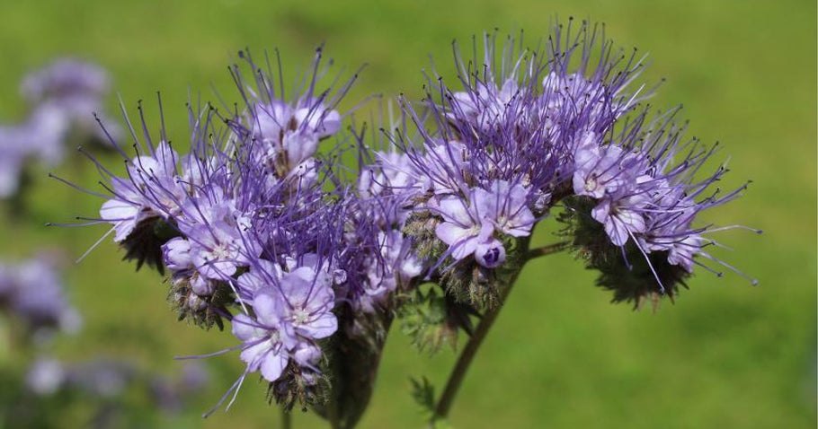 Engrais vert en parterre surélevé : voici ce qu'il faut savoir