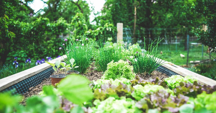 Parterre surélevé : les meilleurs conseils pour une récolte abondante
