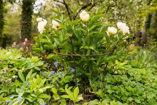 Comment couper correctement les pivoines : conseils pour obtenir une floraison abondante