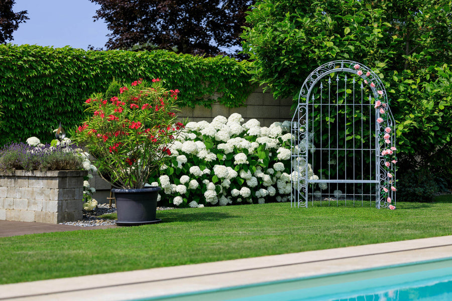 Plantes de jardin toxiques pour les enfants et les animaux domestiques : que ne faut-il pas mettre dans le jardin ?